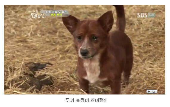 소를 어미라고 생각하는 강아지 | 인스티즈