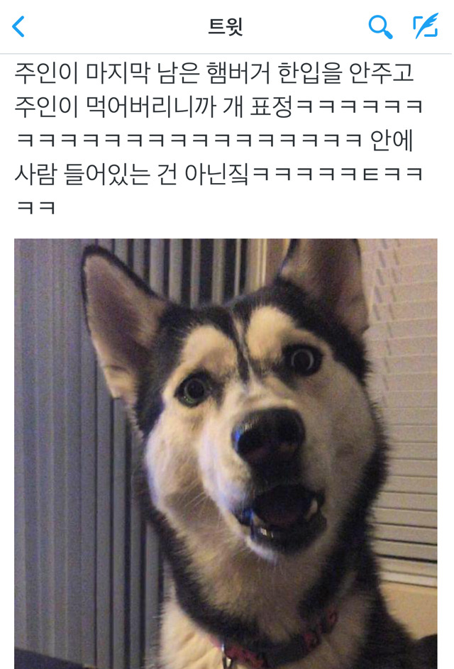 햄버거를 빼았긴 강아지 | 인스티즈