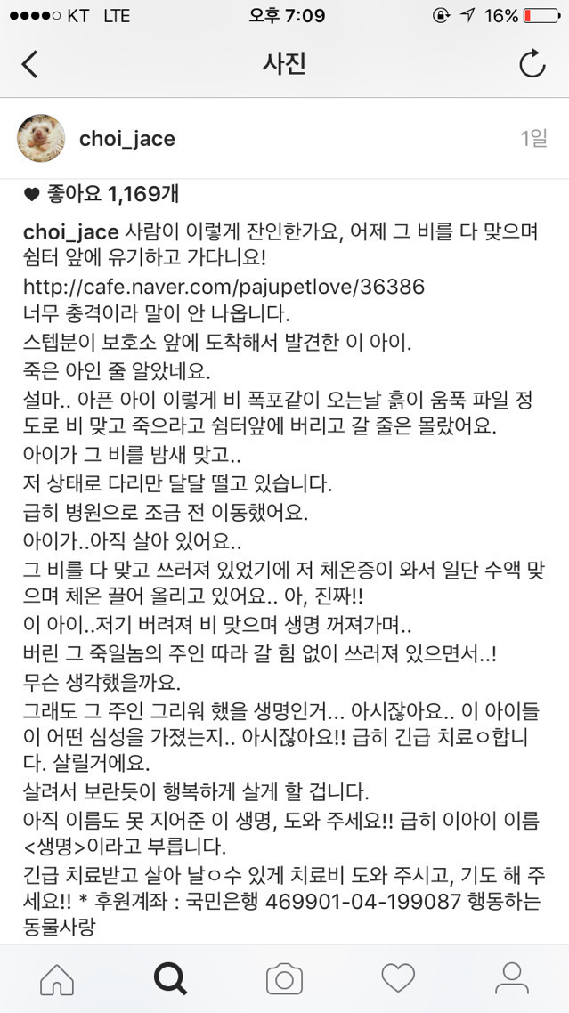폭우 쏟아진날 버려진 강아지.jpg | 인스티즈
