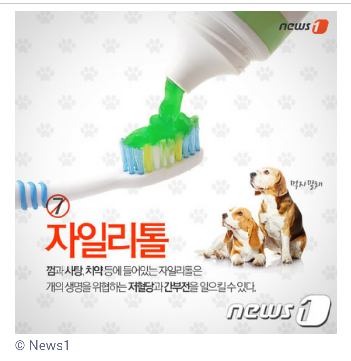 개와 고양이가 먹으면 안 되는 음식 7가지 | 인스티즈