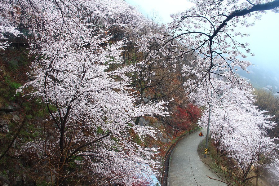 알레그로 이미지