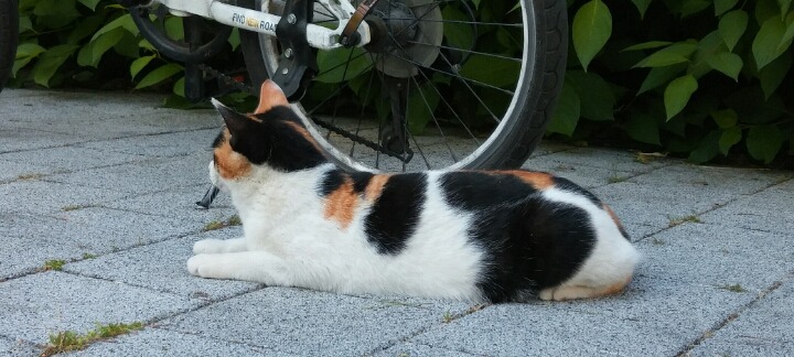 제가 돌보는 길냥이에요~4 | 인스티즈