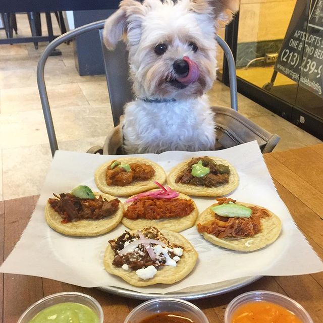 미식가 강아지 뽀빠이 | 인스티즈