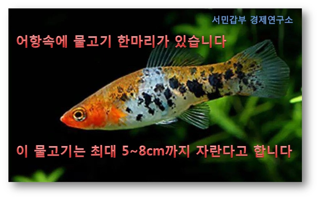 코이 이미지