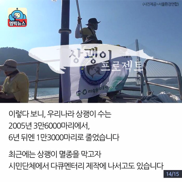 한강에 돌고래가 산다? | 인스티즈