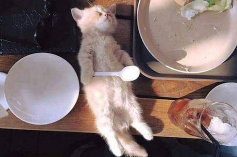 밥먹다 잠들어버린 고양이 | 인스티즈