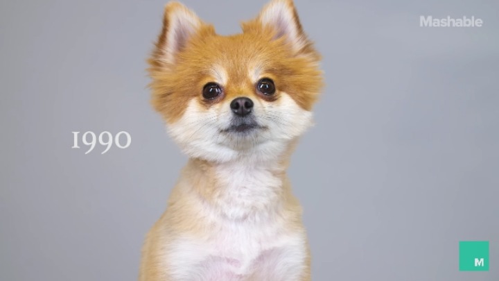 100년간 포메라니안 스타일 변화 | 인스티즈