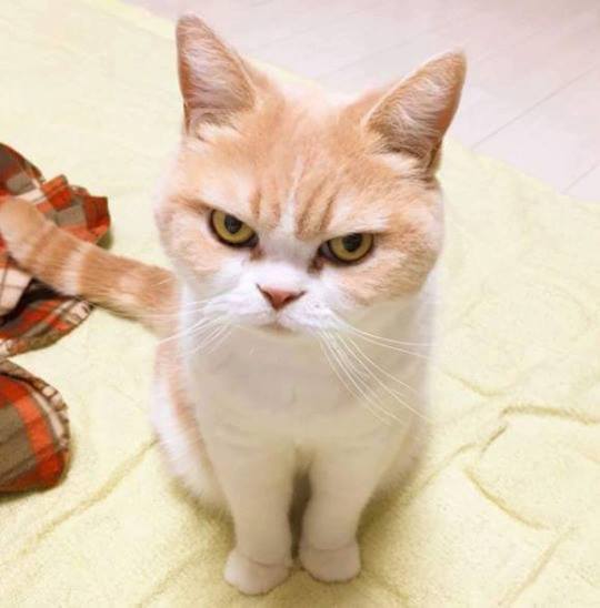 화난 고양이.jpg | 인스티즈