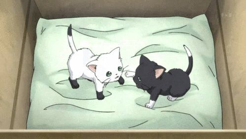2D 고양이 | 인스티즈