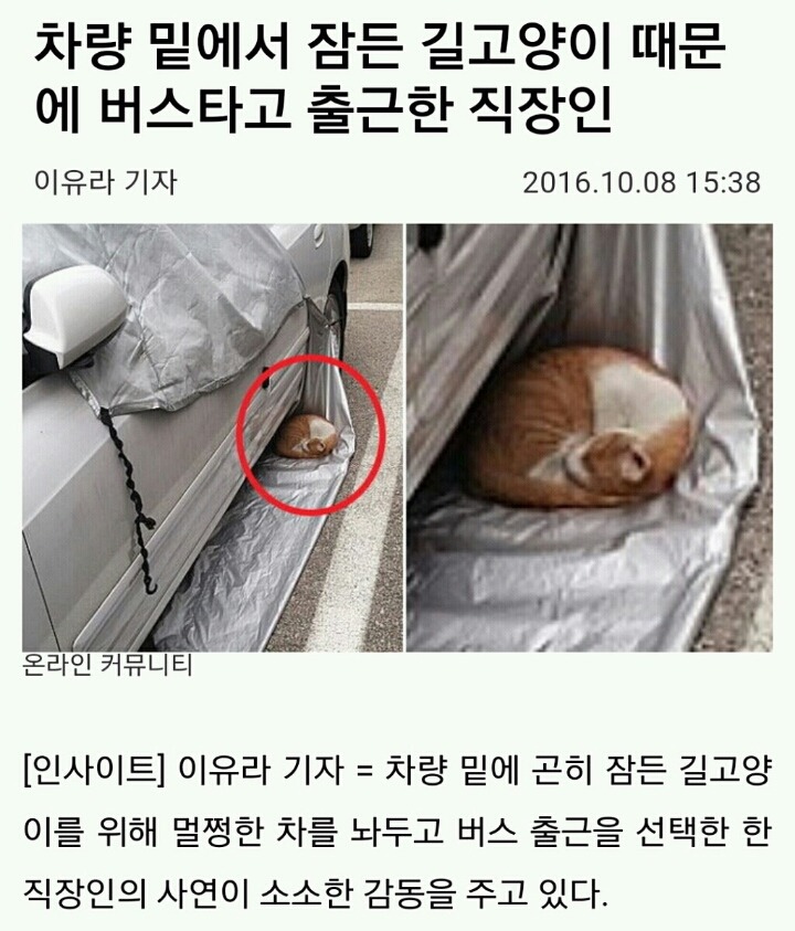 차량 밑에서 잠든 길고양이 때문에 버스타고 출근한 직장인 | 인스티즈
