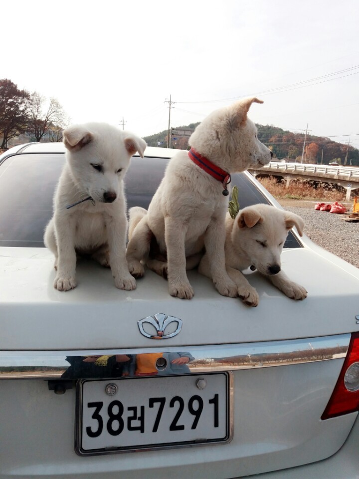 창녕 매실이 이야기를 아시나요?개소주가 되어서 돌아온 우리 매실이를 기억해주세요. 동물보호법강화를 위해 관심가져주세요 | 인스티즈