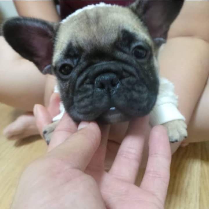 줄리 이미지