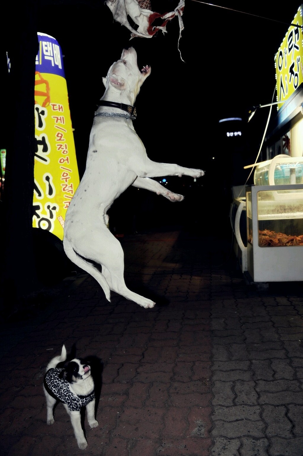 꼴통 이미지