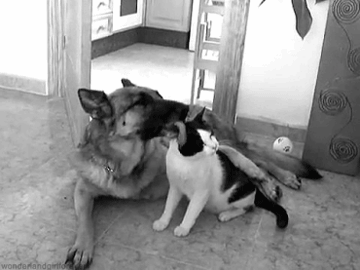 개와 고양이.gif | 인스티즈
