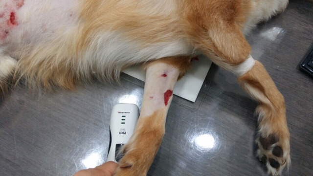 진돗개에게 물려 강아지와 어머님이 심각한 상태입니다. 뻔뻔한 가해견주의 태도를 한번만 봐주세요. (요약있음) (상처사진 주의) | 인스티즈