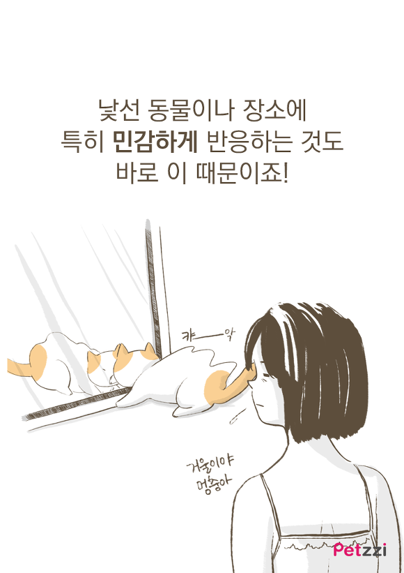 고양이가 화장실 앞에서 기다리고 있는 이유? (만화) | 인스티즈