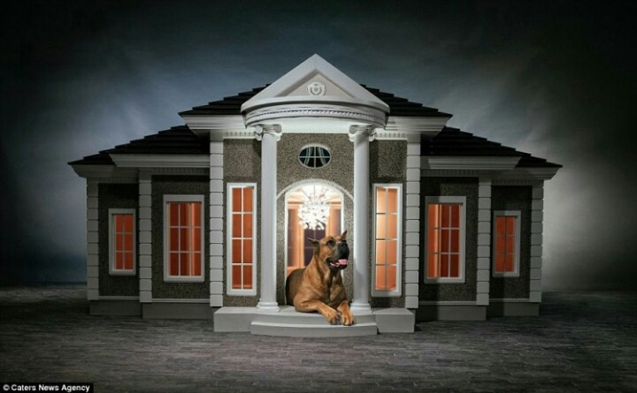 외국의 흔한 개집... | 인스티즈