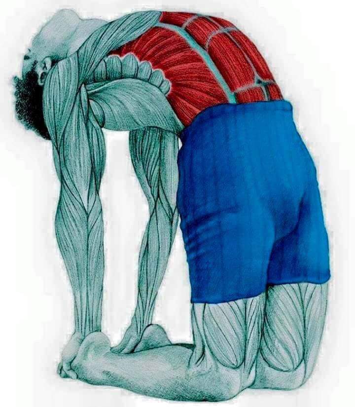각 스트레칭별 자극이 가는 부위들 | 인스티즈