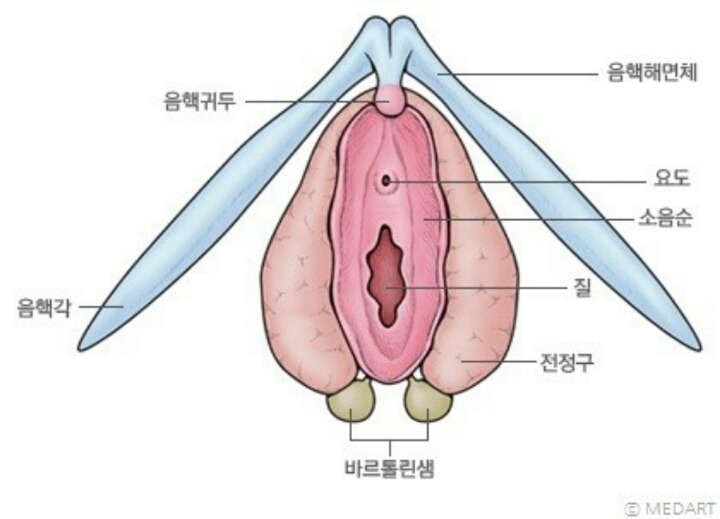 왜 그녀의 허리는 활처럼 휘는가 (성적 쾌감의 원리) | 인스티즈