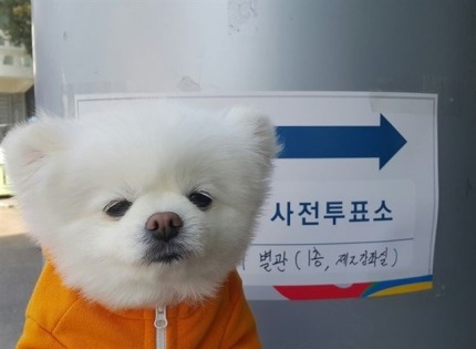 투표장을 찾은 멍멍이들..jpg | 인스티즈