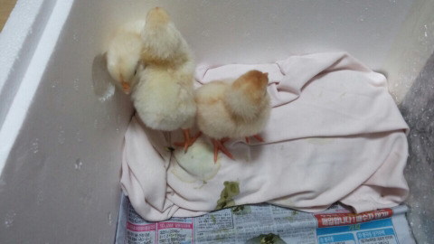 병아리 사진 | 인스티즈