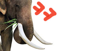 상아 이미지