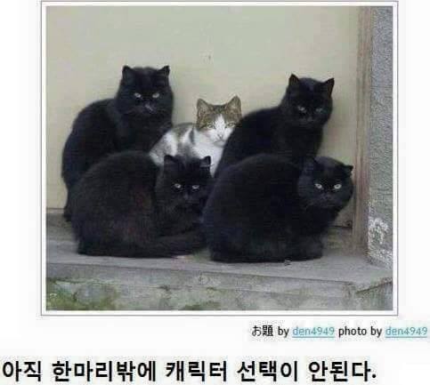 고양이 시리즈.jpg | 인스티즈