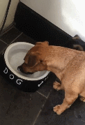 강아지 세수 시키는 방법. gif | 인스티즈