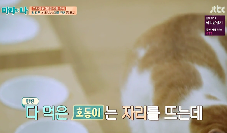 [마리와나] 뚱보냥 호동이 다이어트 시키기 (feat.먼지) | 인스티즈