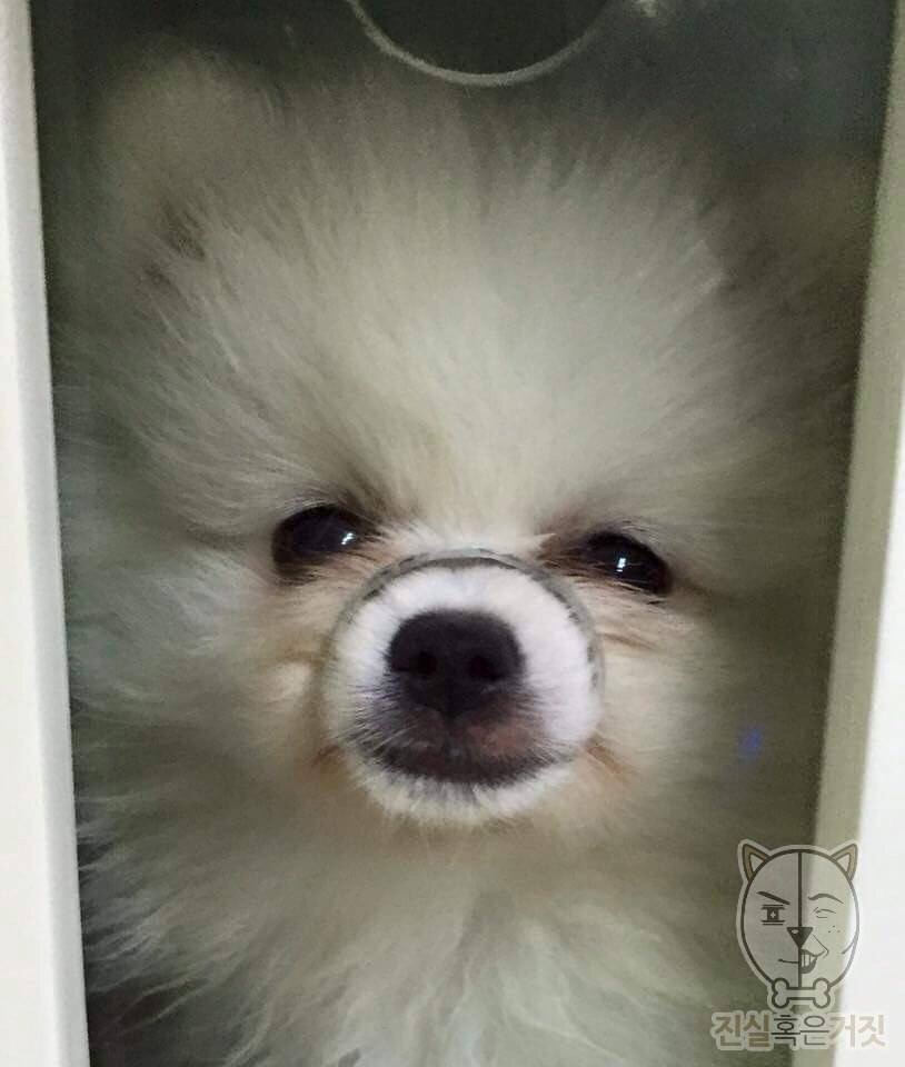 바라바 이미지