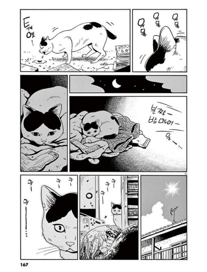 고양이 분짱(슬픔주의) | 인스티즈