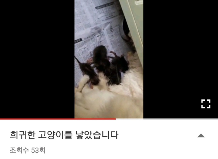 가정집 고양이공장같은 애니머호더 유튜버 봐줘라 | 인스티즈
