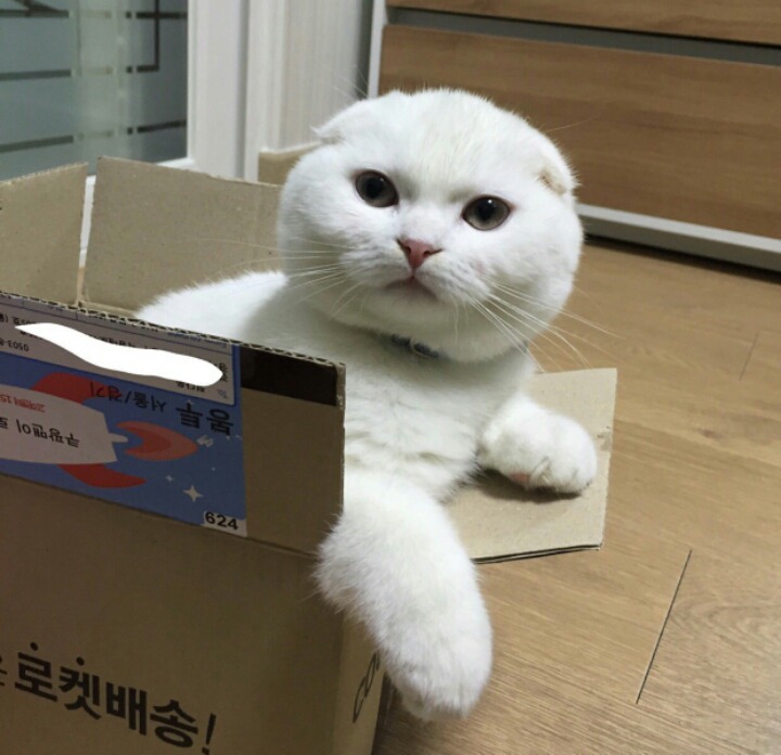 고양이 단짠단짠 모음 2탄 (귀여움 주의) | 인스티즈
