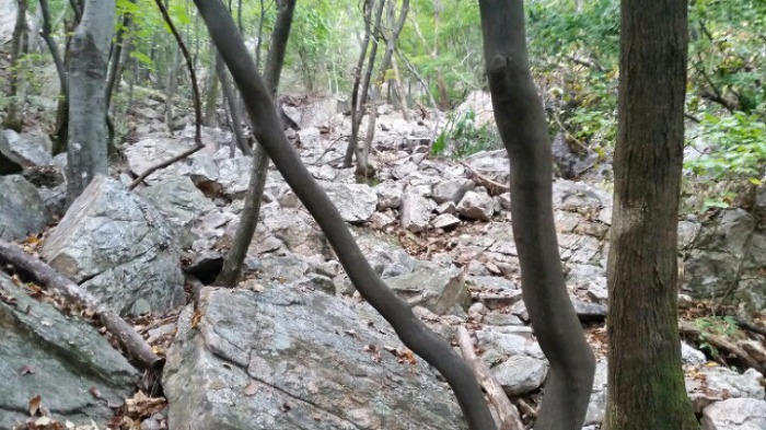 진산주 이미지