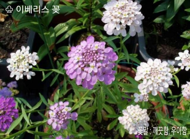 이베리스 이미지