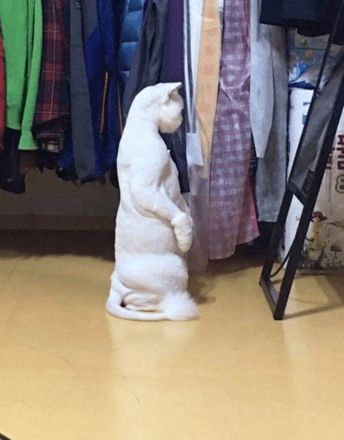 뭔가 있는 고양이 | 인스티즈