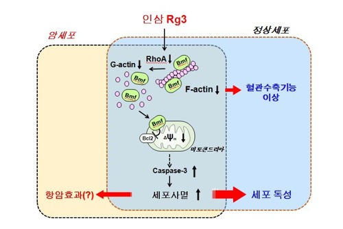 하늘약초 이미지