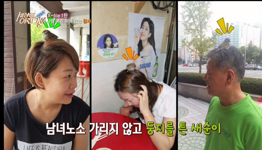 [세상에이런일이] 엄청 충격적이였던 오늘편 사람을 좋아하는 참새 새순이 이야기.jpg | 인스티즈