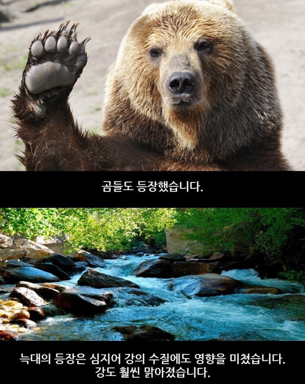 늑대가 생태계에 미치는 영향 | 인스티즈