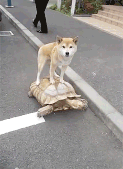 그냥 거북이와 통조림 먹은 거북이.gif | 인스티즈