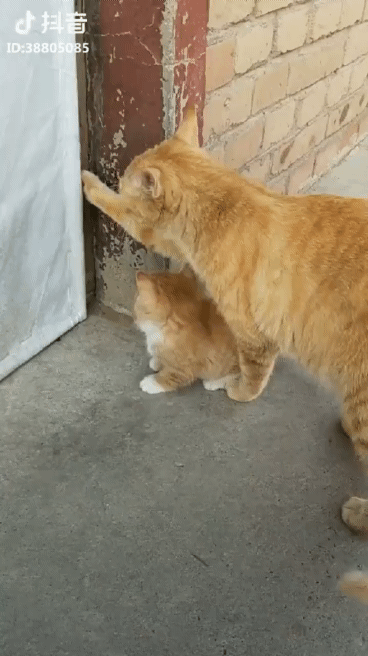 갓댕이 냥이 차이점 | 인스티즈