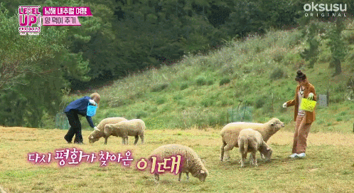 개한테 산책당하고 양한테 시비털리는 레드벨벳 슬기.gif | 인스티즈