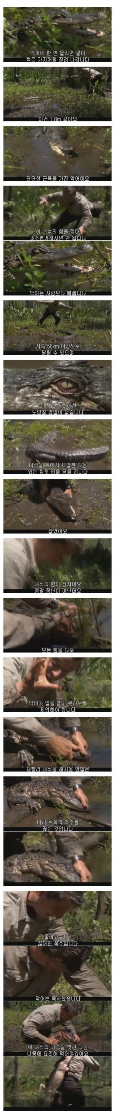 악어에 물리면 팔이 썩은 가지처럼 잘려나갑니다.jpg | 인스티즈