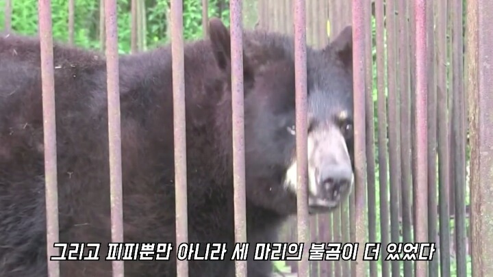 30년간 학대받은 곰 자연으로 돌아간 후 놀라운 변화 | 인스티즈