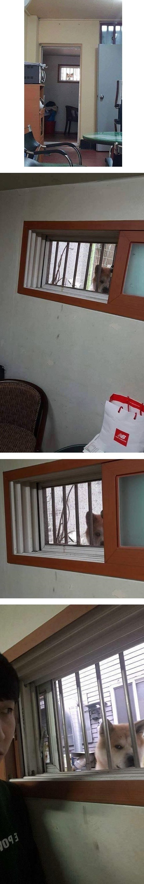 옆집에서 자꾸 훔쳐봐요...jpg | 인스티즈