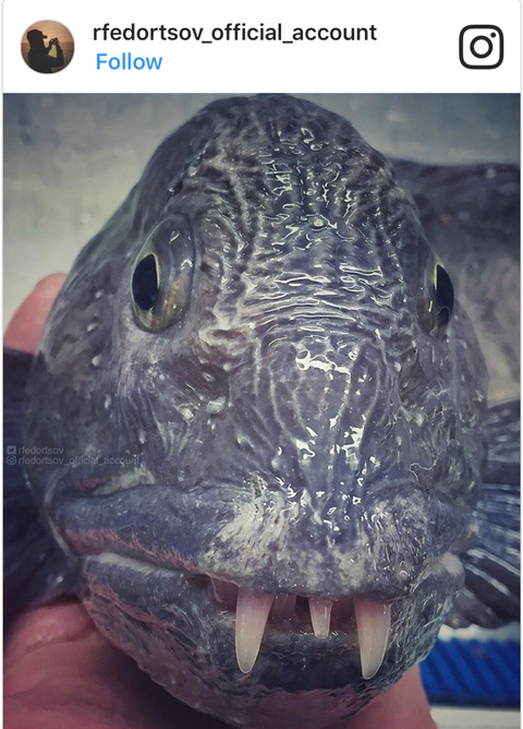 한 러시아 어부가 트롤로 끌어올린 심해어들 | 인스티즈