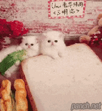 고양이용 샌드위치 | 인스티즈