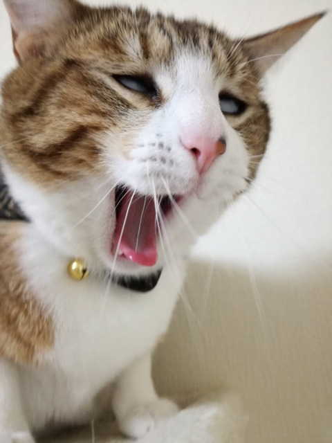 망한 고양이 사진대회 | 인스티즈