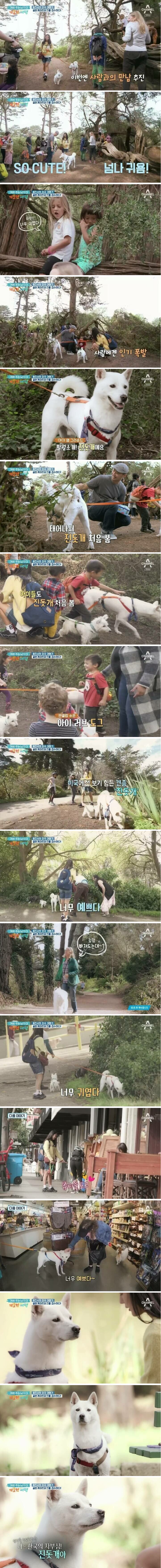 미국에 간 진돗개의 인기 | 인스티즈
