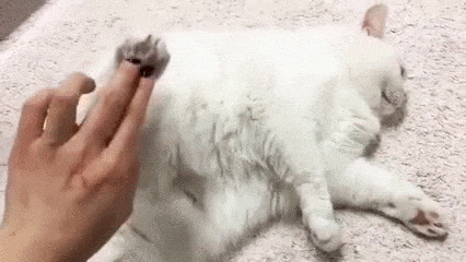 고양이 긴급 고장 버튼 | 인스티즈